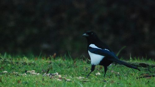 Bird perching on a field