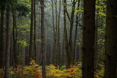 Pine trees in forest during autumn