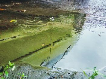 High angle view of turtle in lake