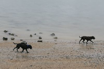 Horses on shore against sky