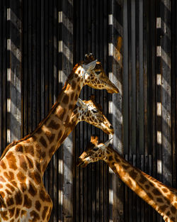 Close-up of giraffe in zoo