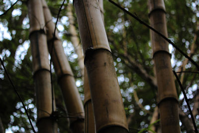 Low angle view of bamboo trees in forest