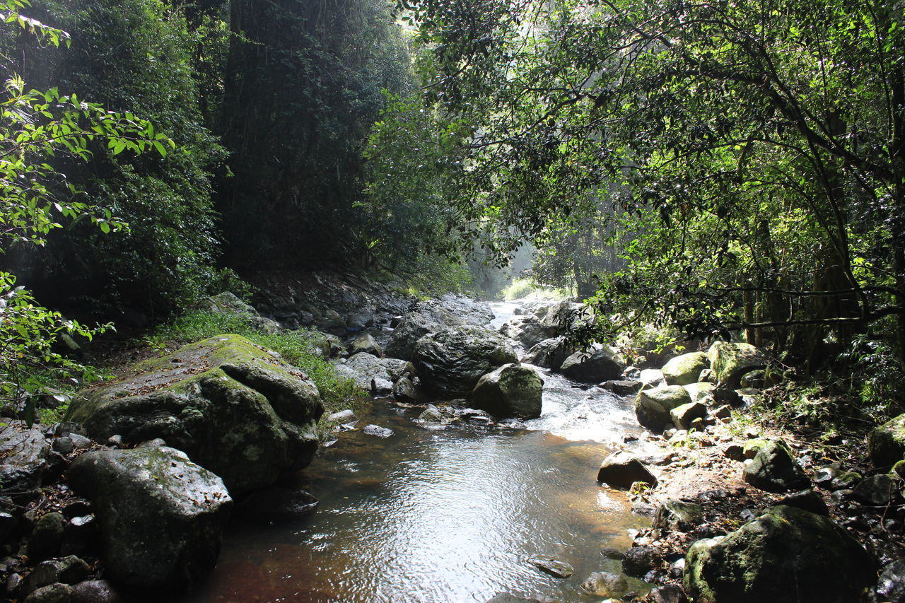 STREAM AMIDST ROCKS IN FOREST