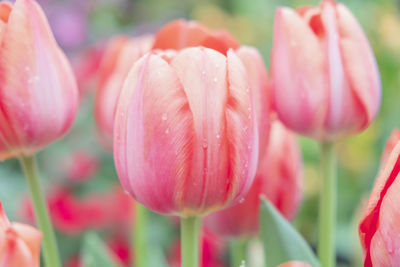 Close-up of pink tulips