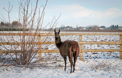 Horse standing on field during winter