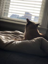 Close-up of cat relaxing on window at home