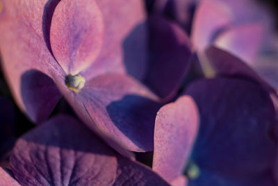 Close-up of flower blooming outdoors