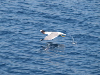 Swan swimming in water