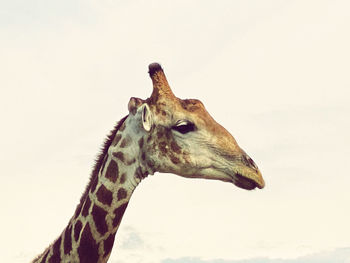 Close-up of giraffe against sky