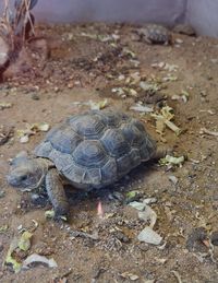 High angle view of turtle on field