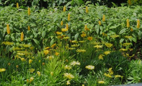 Close-up of yellow flowers blooming on field