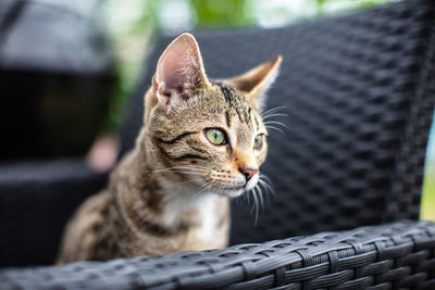 Close-up portrait of a cat looking away