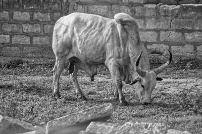 Grazing cow
