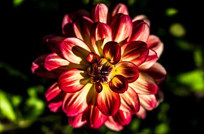 Close-up of pink flower