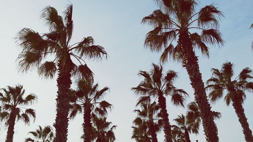 Low angle view of palm trees against sky