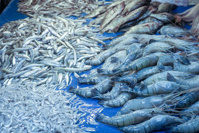 High angle view of fish for sale in market