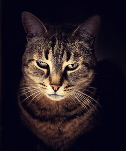 Close-up portrait of cat against black background