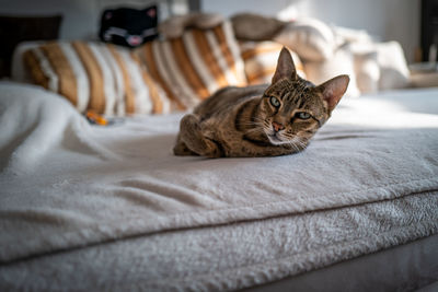 Portrait of cat relaxing on bed at home