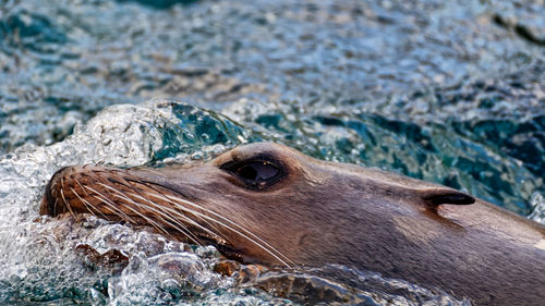 Close-up of seal in the water