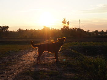 Dog running on field against sky during sunset