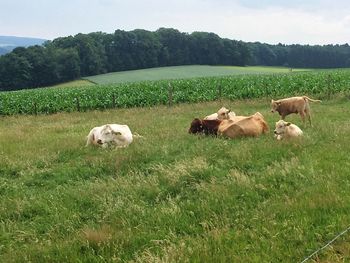 Cows on field against sky