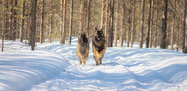 Dog on snow covered land