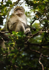 Low angle view of monkey on tree