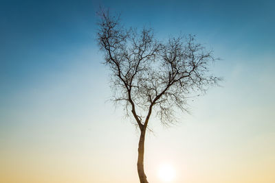 Low angle view of bare tree against clear sky