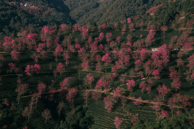 High angle view of pine trees in forest