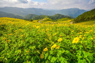 Yellow flowers growing on land