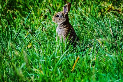 View of an animal on grass