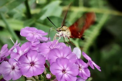 Close-up of butterfly pollinating on pink flowering plant