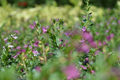 Close-up of plants