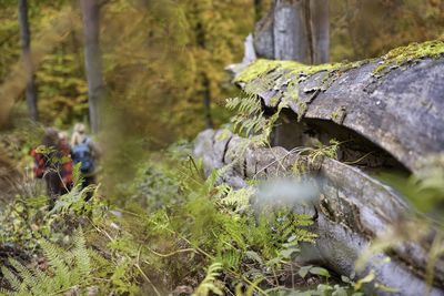 Close-up of moss growing on log in forest