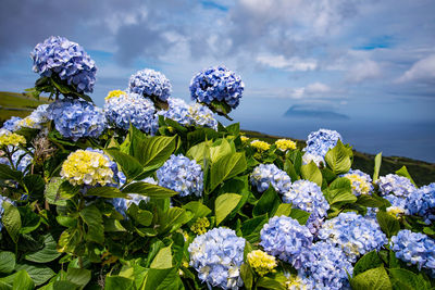 Close-up of purple flowering plants