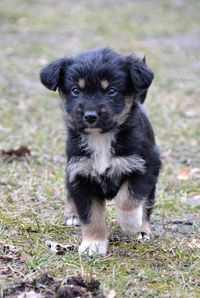 Portrait of puppy on field