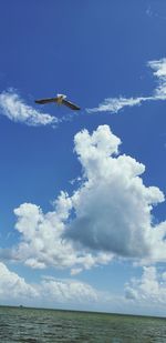 Bird flying over sea against sky