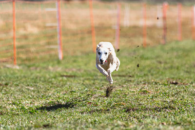 Whippet sprinter dog running and chasing lure coursing dog sport