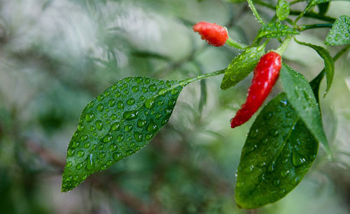 Close-up of red leaf on plant