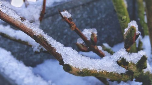 Close-up of frozen leaf during winter