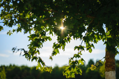 Low angle view of trees against sky