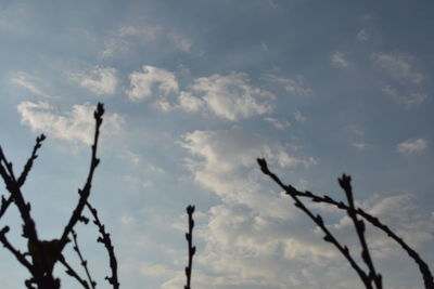 Low angle view of bird perching on silhouette tree against sky