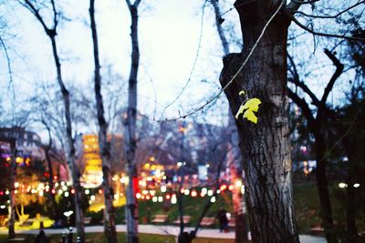 Bare trees in the dark