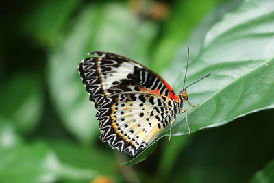Close-up of butterfly on leaf