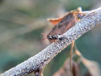 Close-up of insect on plant