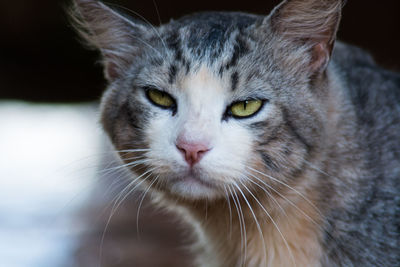 Close-up portrait of cat