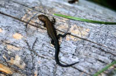 Close-up of lizard on wood