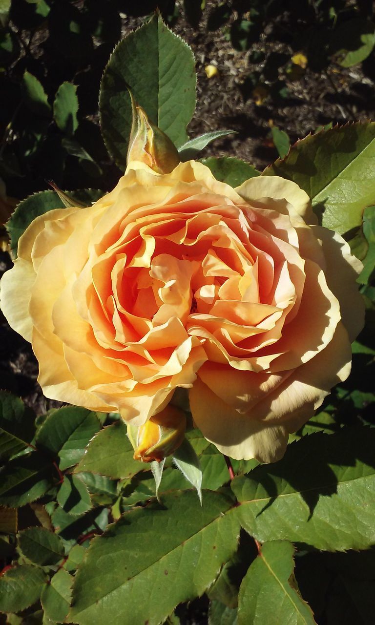 CLOSE-UP OF ROSE AGAINST RED ROSES