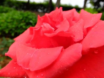 Close-up of pink rose