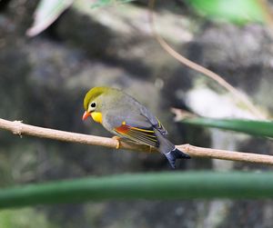 Close-up of bird perching on tree